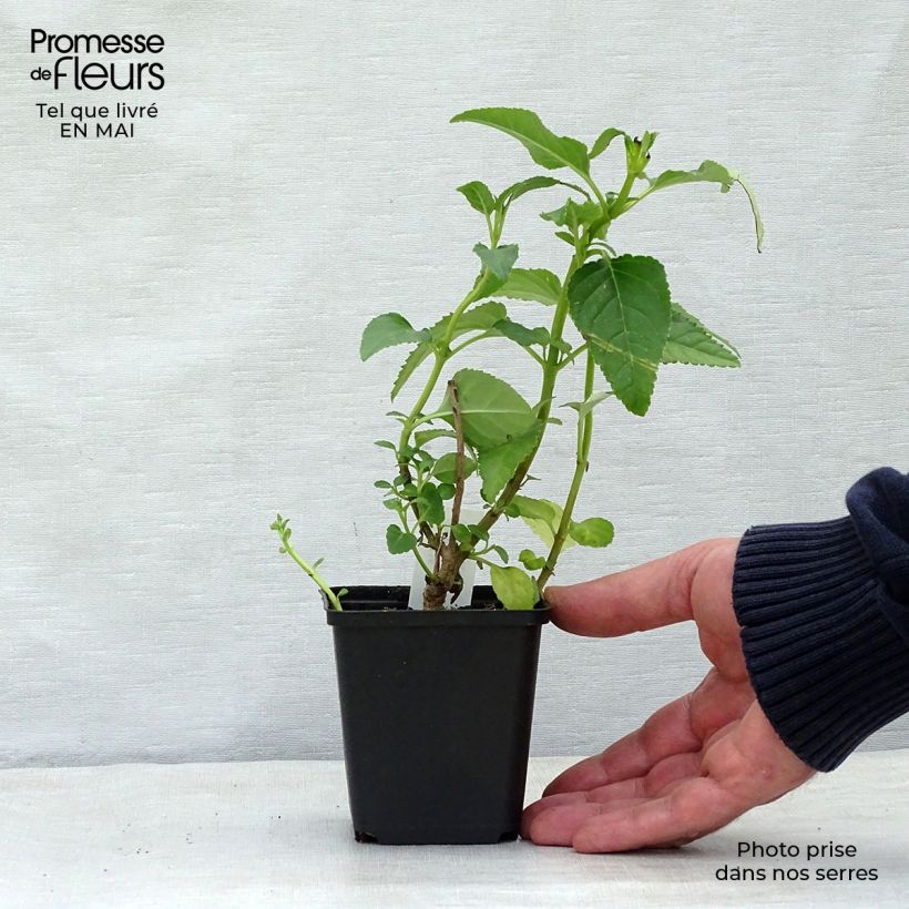 Phygelius rectus Moonraker Maceta de 8/9 cm Ejemplar entregado en la primavera