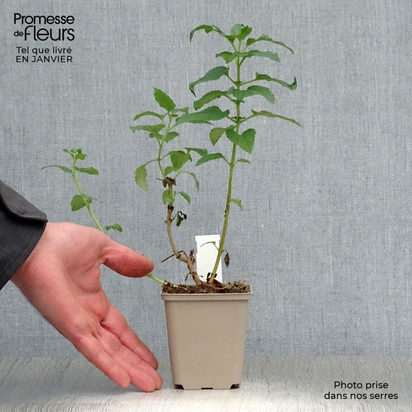 Phygelius rectus Moonraker Maceta de 8/9 cm Ejemplar entregado en invierno