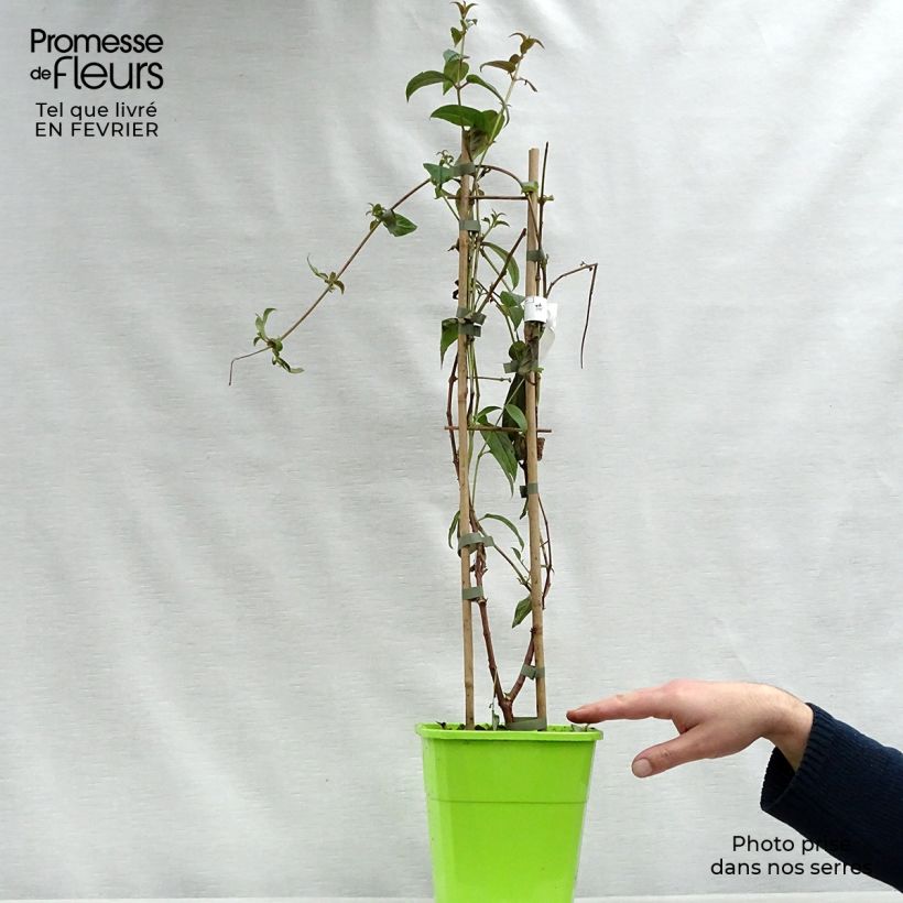 Fucsia Lady Boothby Maceta 3L/4L Ejemplar entregado en invierno