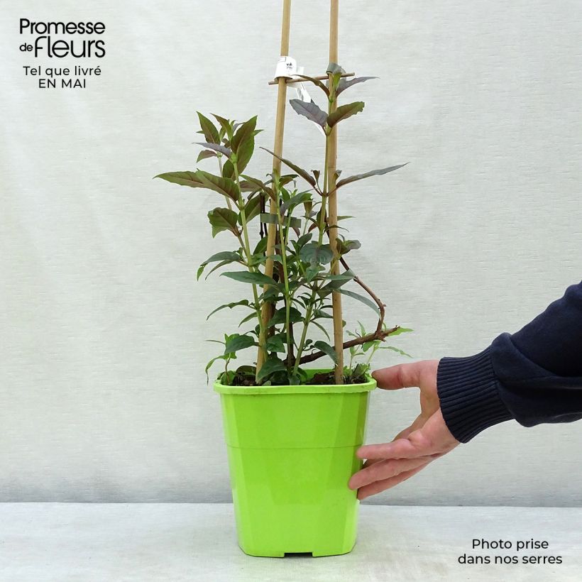 Fucsia Lady Boothby Maceta 3L/4L Ejemplar entregado en la primavera