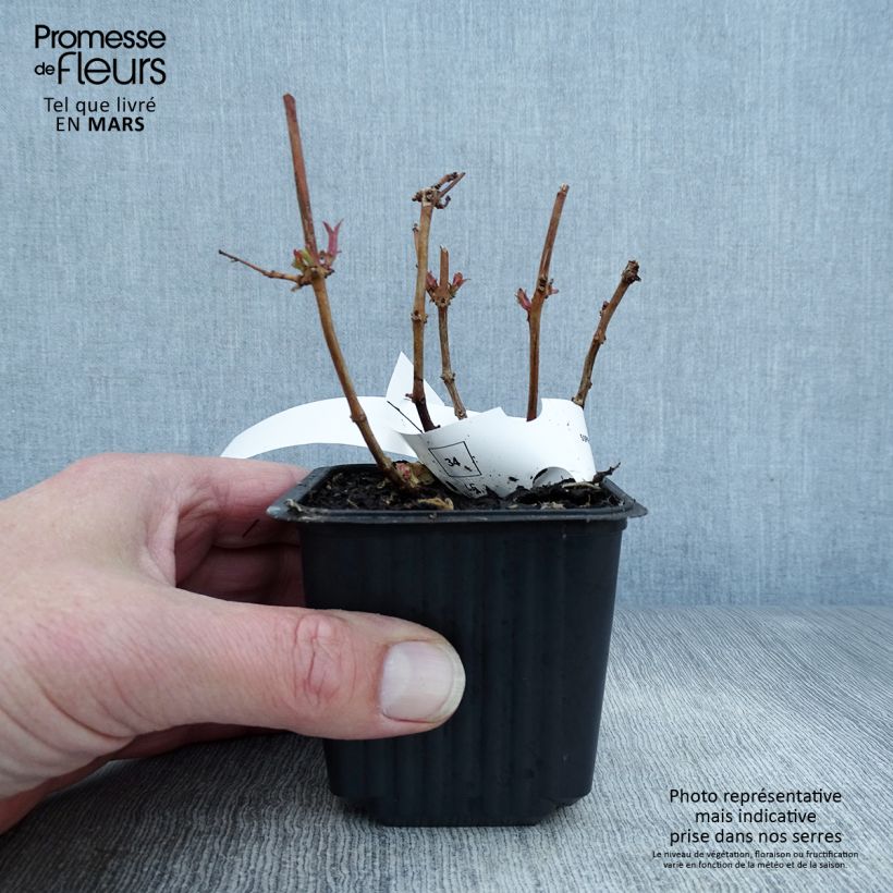 Fucsia magellanica Maceta de 8/9 cm Ejemplar entregado en la primavera