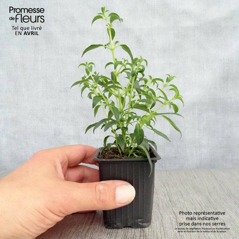 Fucsia magellanica Hawkshead Maceta de 7/8 cm Ejemplar entregado en la primavera