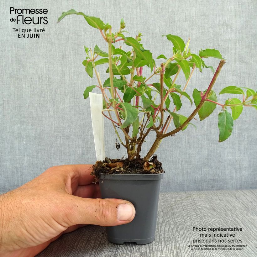 Ejemplar de Fucsia magellanica Riccartonii Maceta de 8/9 cm entregado en verano