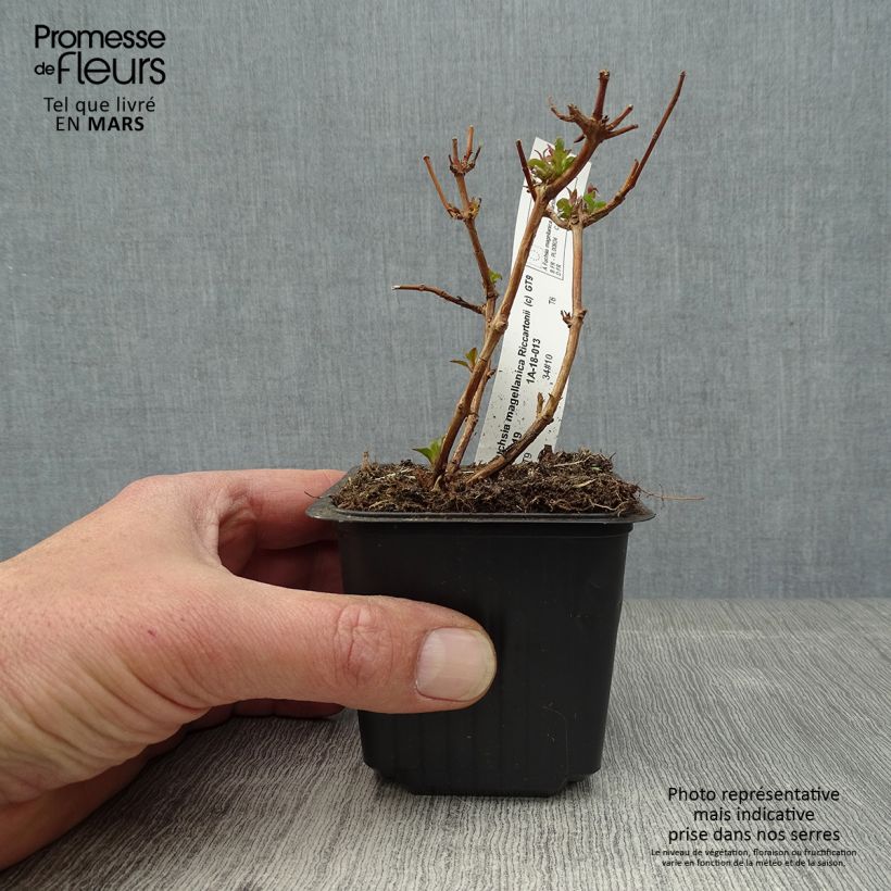 Fucsia magellanica Riccartonii Maceta de 8/9 cm Ejemplar entregado en la primavera