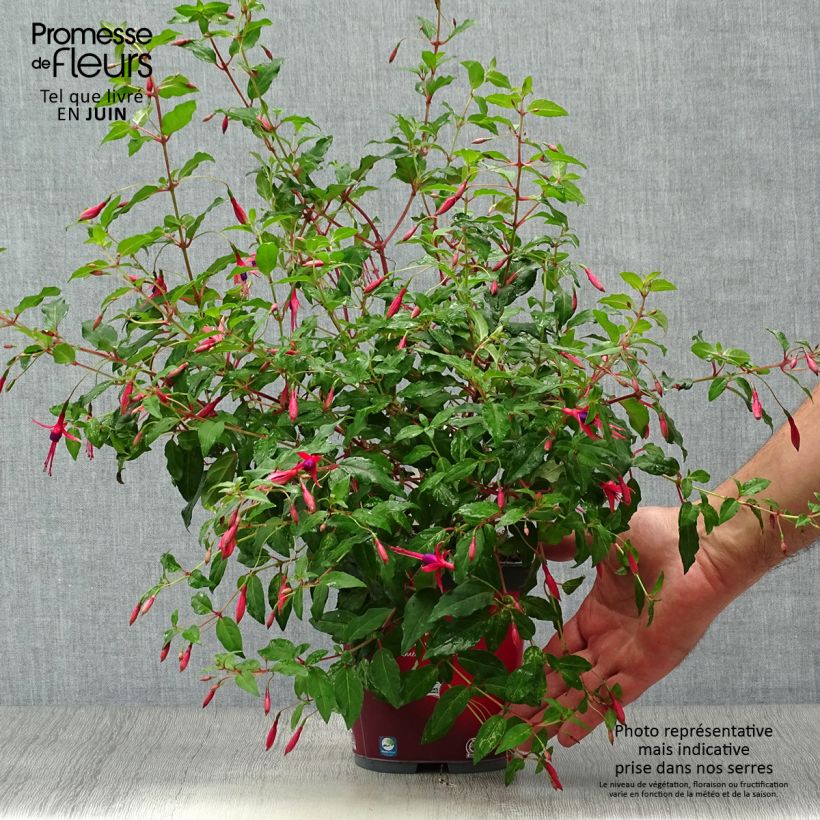Ejemplar de Fucsia magellanica Riccartonii Maceta 2L/3L entregado en verano