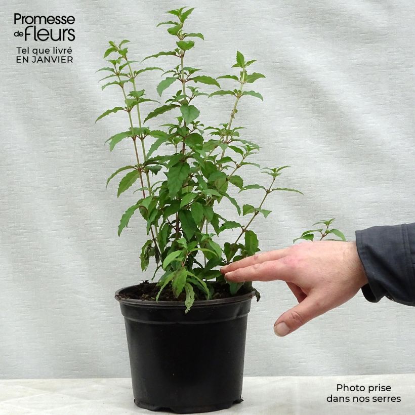 Fucsia magellanica Riccartonii Maceta 2L/3L Ejemplar entregado en invierno