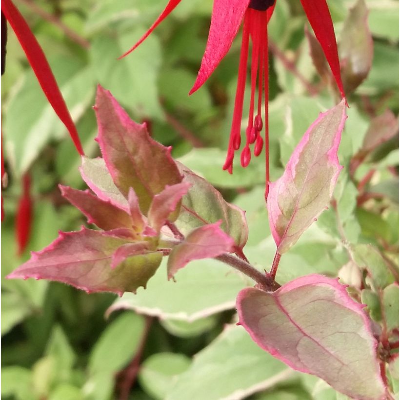 Fucsia magellanica Tricolorii (Follaje)