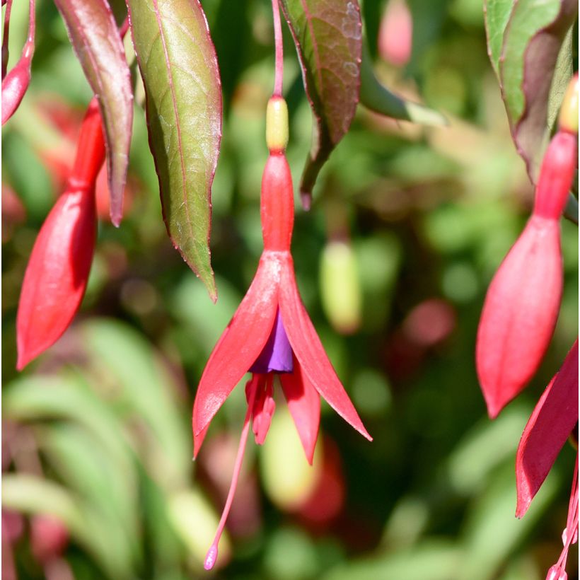Fucsia magellanica Tricolorii (Floración)