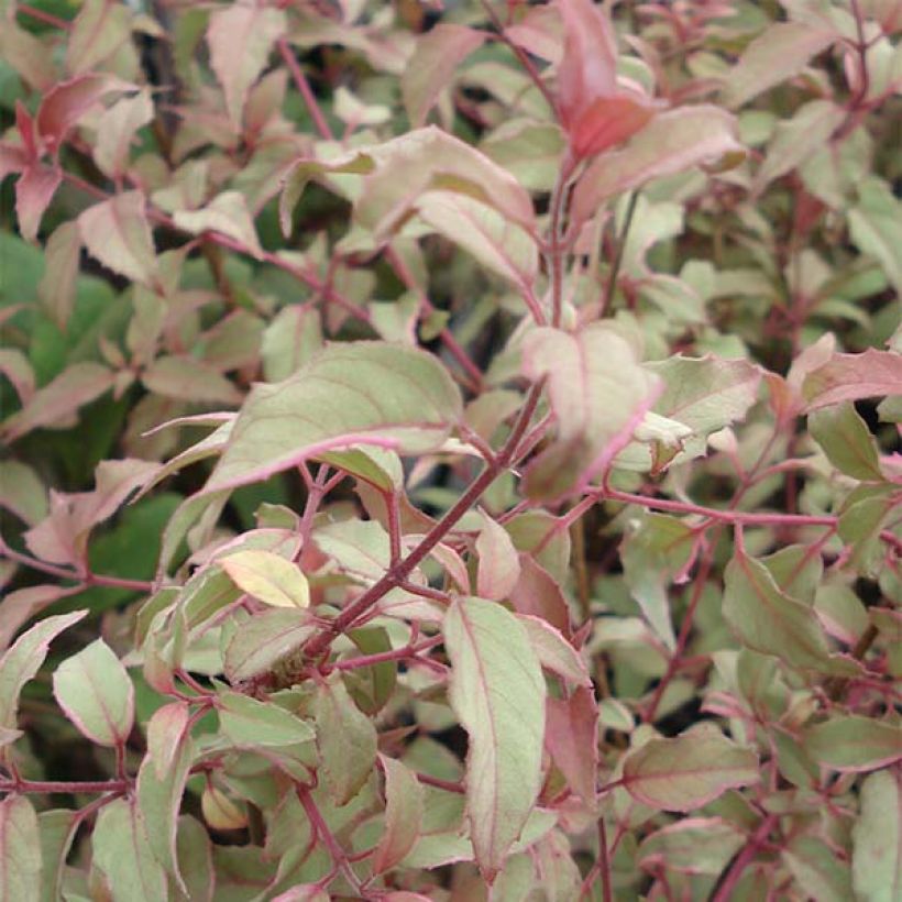 Fucsia magellanica Versicolor (Follaje)
