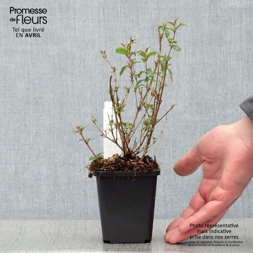 Fucsia magellanica var. gracilis Aurea Maceta de 7/8 cm Ejemplar entregado en la primavera