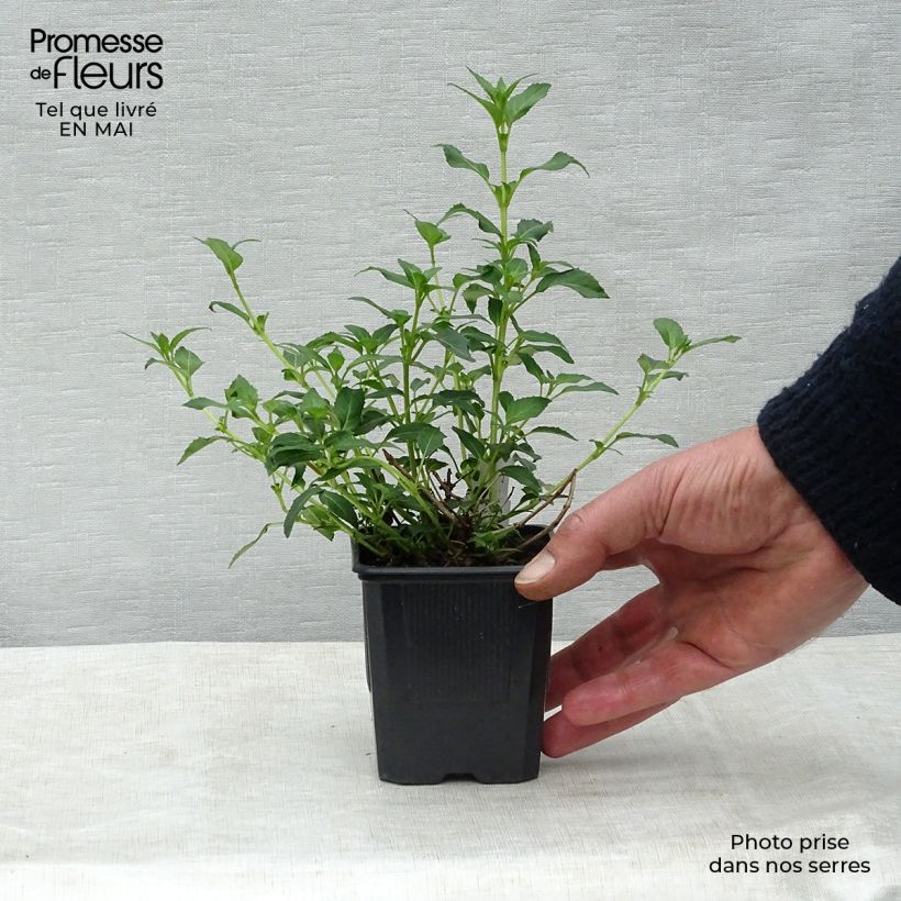 Fucsia magellanica var. molinae Maceta de 8/9 cm Ejemplar entregado en la primavera