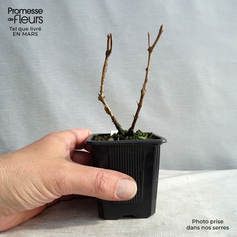 Fucsia magellanica var. gracilis Maceta de 8/9 cm Ejemplar entregado en invierno