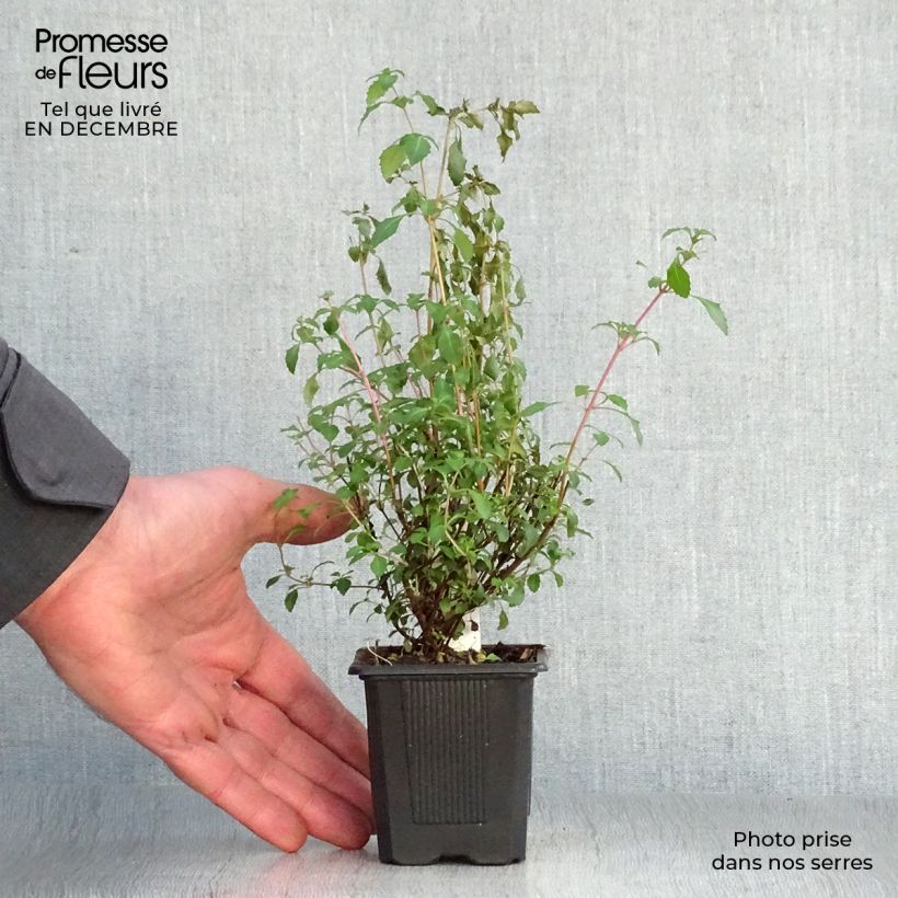 Fucsia microphylla subsp. microphylla Maceta de 8/9 cm Ejemplar entregado en invierno