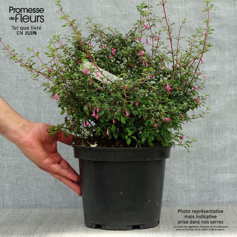 Ejemplar de Fucsia microphylla subsp. microphylla Maceta 4L/5L entregado en verano