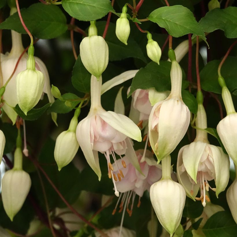 Fucsia Pink Marshmallow (Floración)