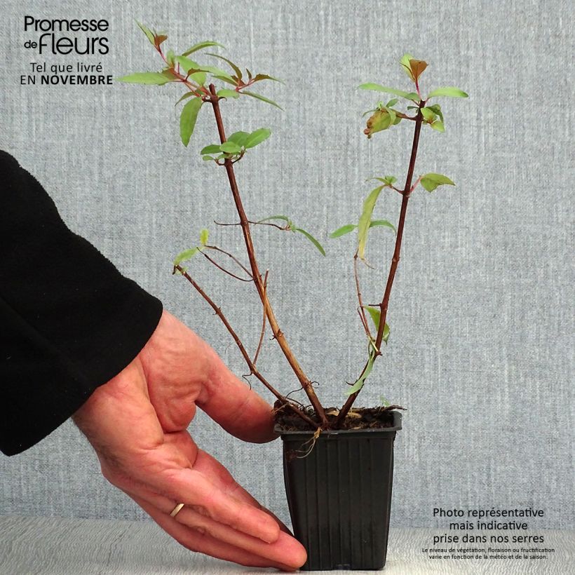 Ejemplar de Fucsia regia Reitzii Maceta de 7/8 cm entregado en otoño