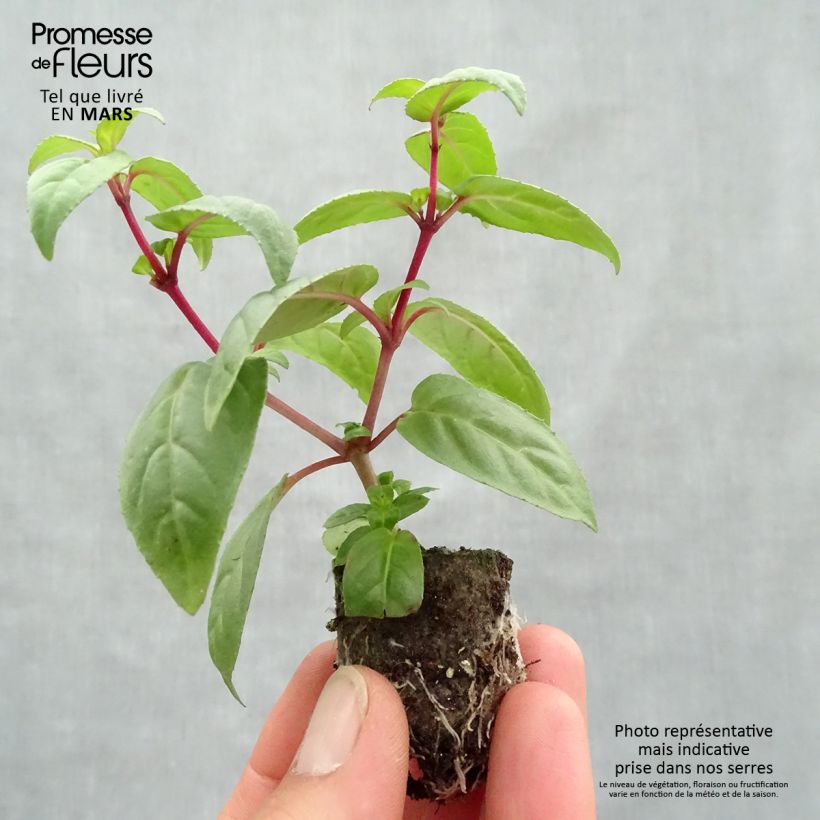 Fucsia Rohees New Millenium minicepellón: Ø 3/4 cm Ejemplar entregado en la primavera