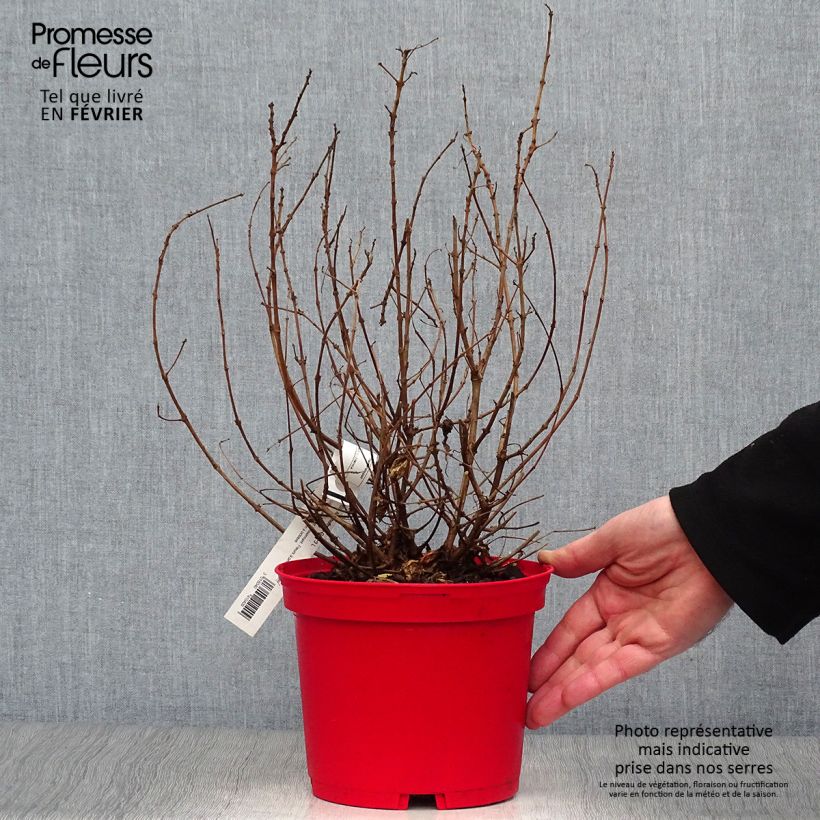 Fucsia Alice Hoffman Maceta 2L/3L Ejemplar entregado en invierno