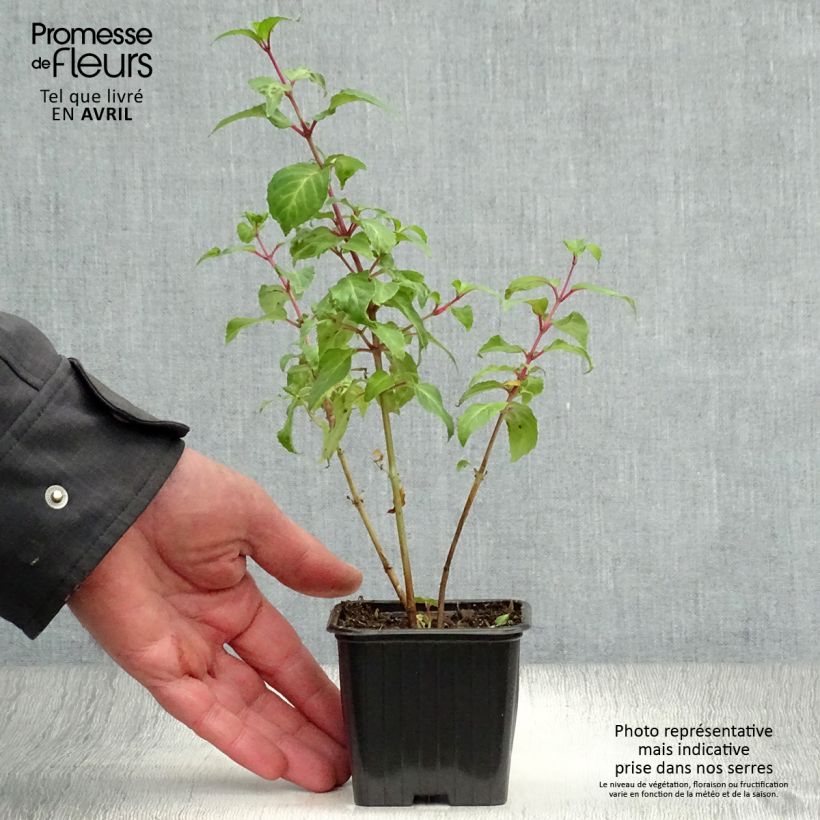 Fucsia Blue Sarah Maceta de 7/8 cm Ejemplar entregado en la primavera