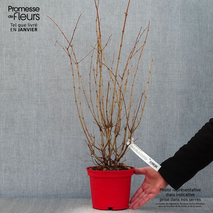 Fucsia Blue Sarah Maceta 2L/3L Ejemplar entregado en invierno