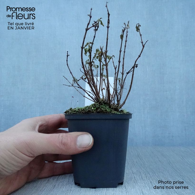 Fucsia Lady Thumb Maceta de 8/9 cm Ejemplar entregado en invierno