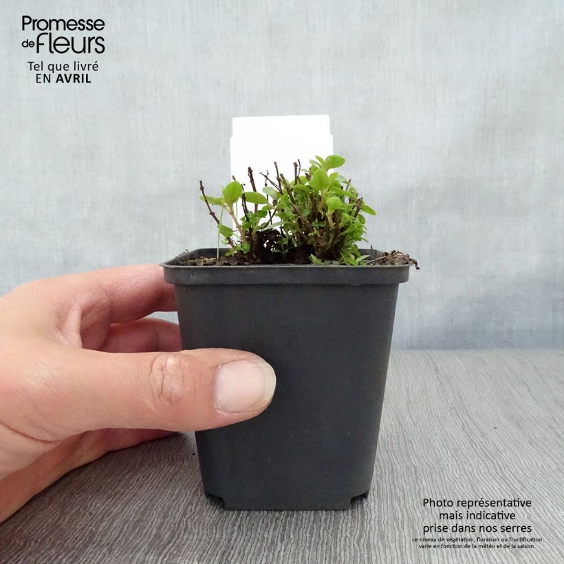 Fucsia Lady Thumb Maceta de 8/9 cm Ejemplar entregado en la primavera