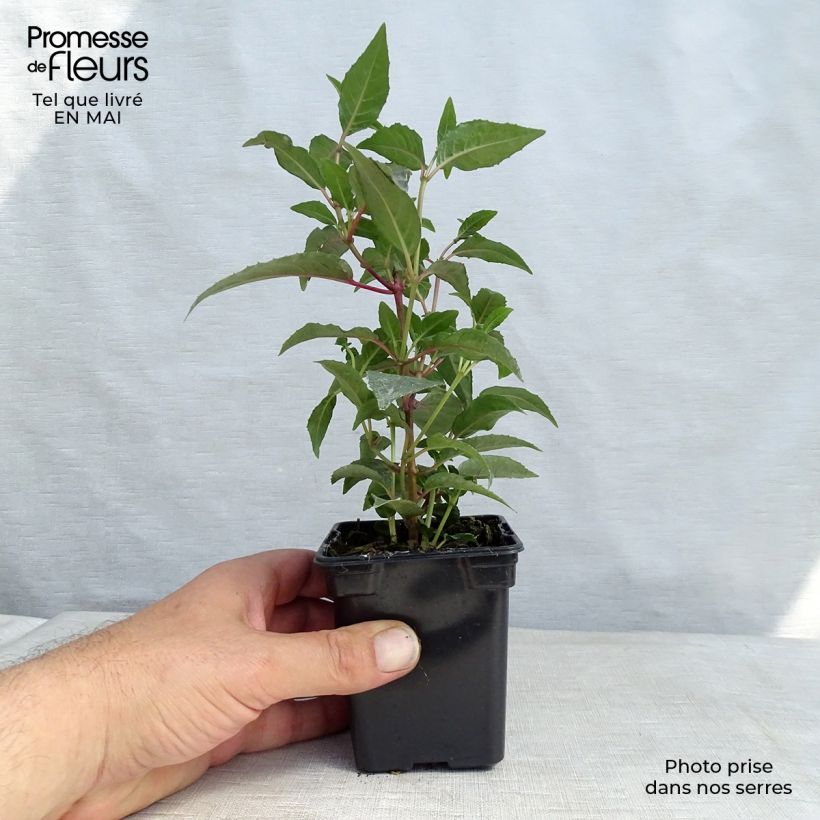 Fucsia Mme Cornelissen Maceta de 7/8 cm Ejemplar entregado en la primavera