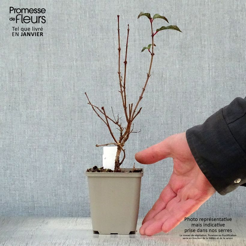 Fucsia Mme Cornelissen Maceta de 7/8 cm Ejemplar entregado en invierno