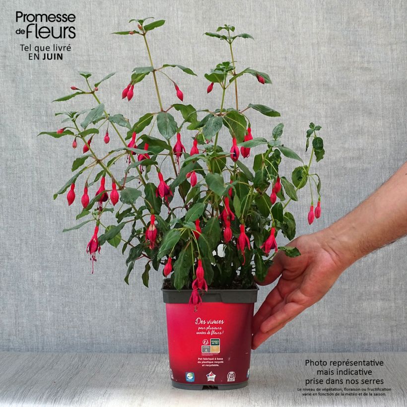 Ejemplar de Fucsia Mrs Popple Maceta 2L/3L entregado en verano