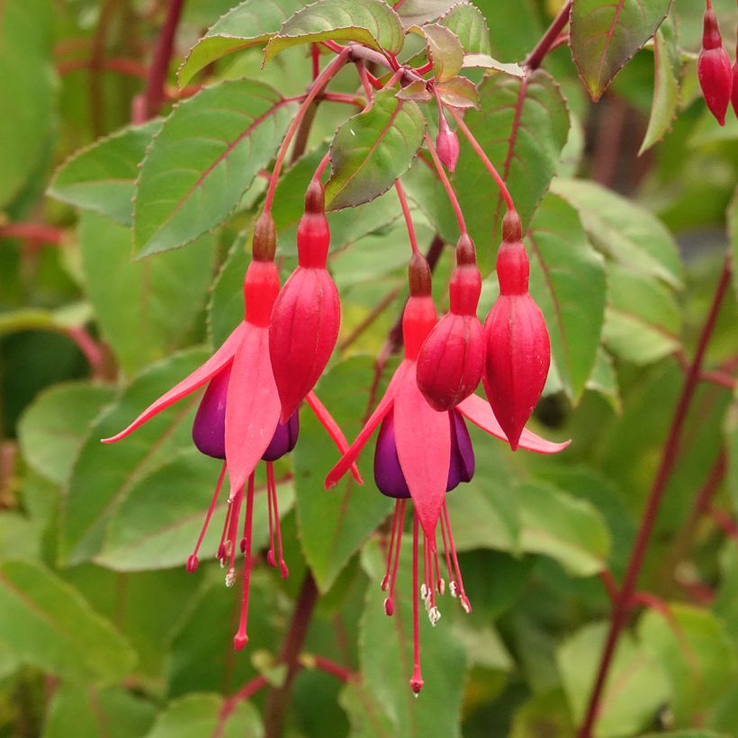 Fucsia Mrs Popple (Floración)