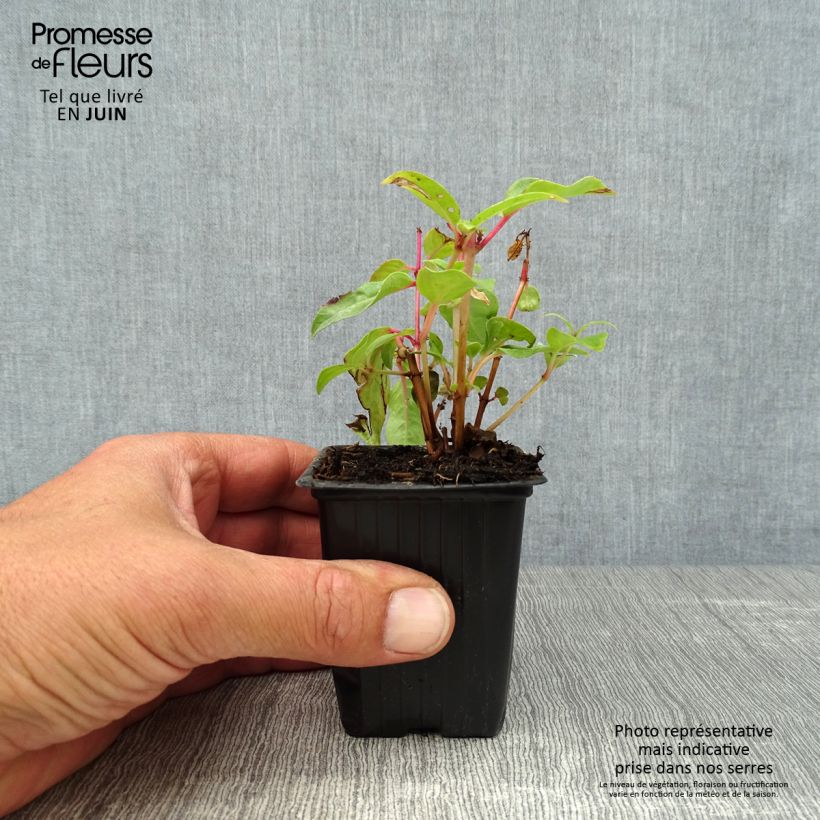 Ejemplar de Fucsia Princess Dollar Maceta de 7/8 cm entregado en verano