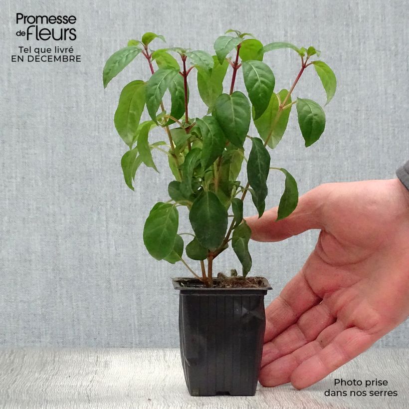 Fucsia Princess Dollar Maceta de 7/8 cm Ejemplar entregado en invierno