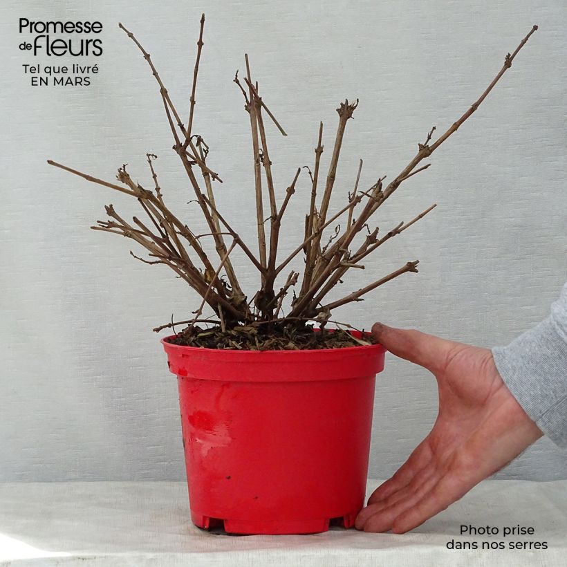 Fucsia Tom West Maceta 2L/3L Ejemplar entregado en la primavera