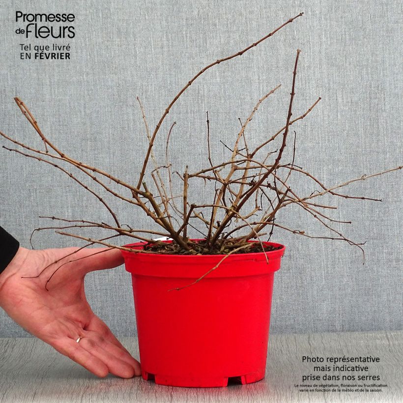 Fucsia Tom West Maceta 2L/3L Ejemplar entregado en invierno