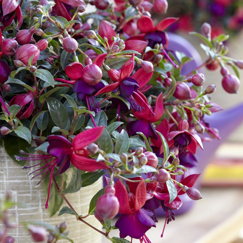 Fuchsia Bella Soila - Fucsia (Floración)