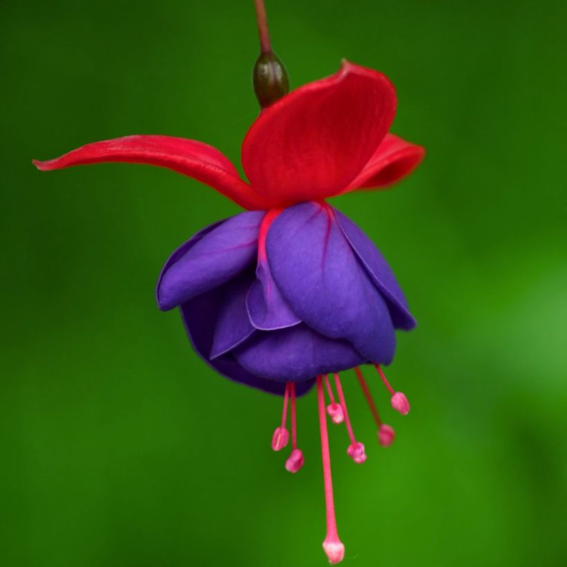 Fuchsia Jollies Nantes - Fucsia (Floración)