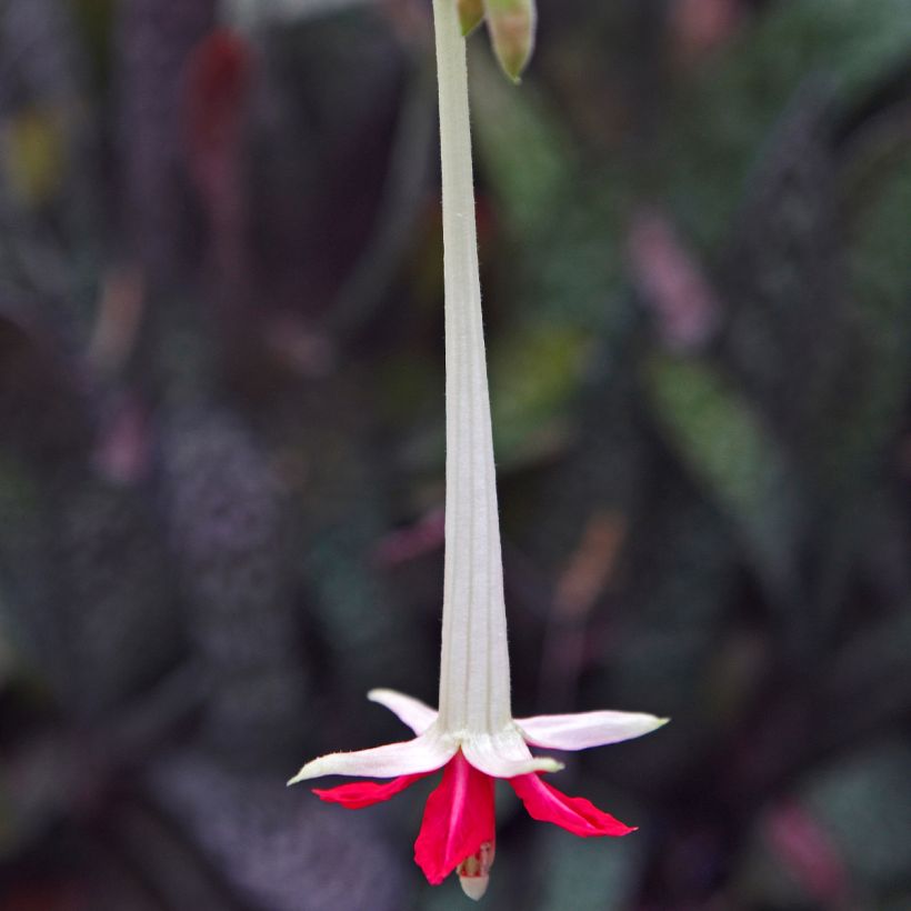 Fucsia boliviana Alba (Floración)