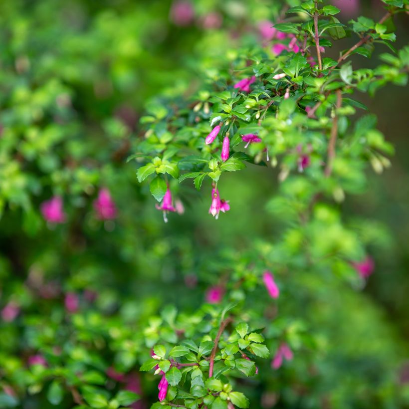 Fucsia microphylla subsp. microphylla (Follaje)