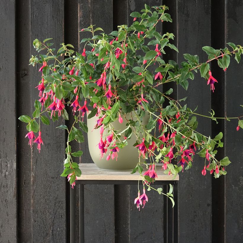 Fucsia Mrs Popple (Porte)