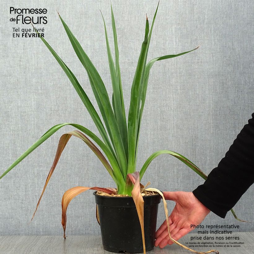 Furcraea bedinghausii Maceta 3L/4L Ejemplar entregado en invierno