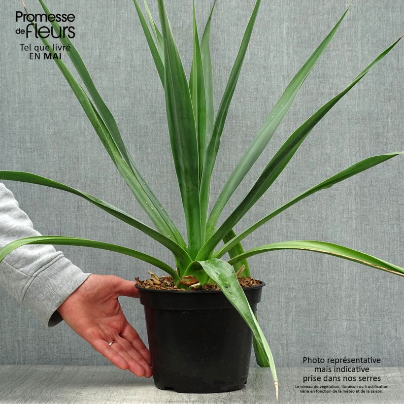 Furcraea bedinghausii Maceta 3L/4L Ejemplar entregado en la primavera