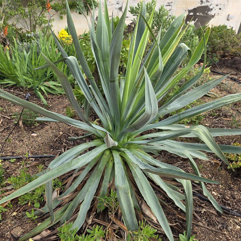 Furcraea bedinghausii (Porte)