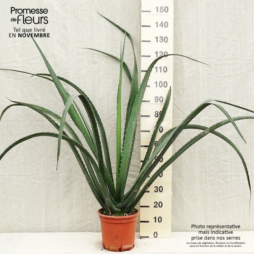Ejemplar de Furcraea macdougallii Maceta 7,5L/10L entregado en otoño