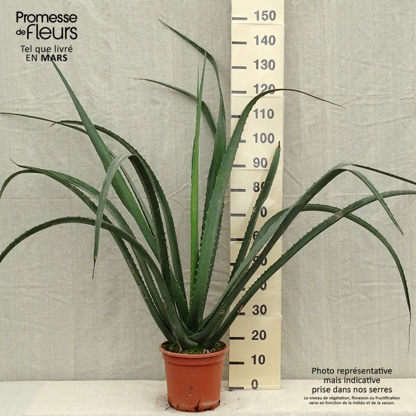 Ejemplar de Furcraea macdougallii Maceta 7,5L/10L entregado en verano