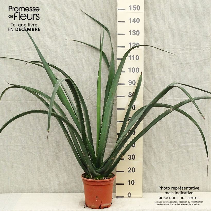 Furcraea macdougallii Maceta 7,5L/10L Ejemplar entregado en invierno