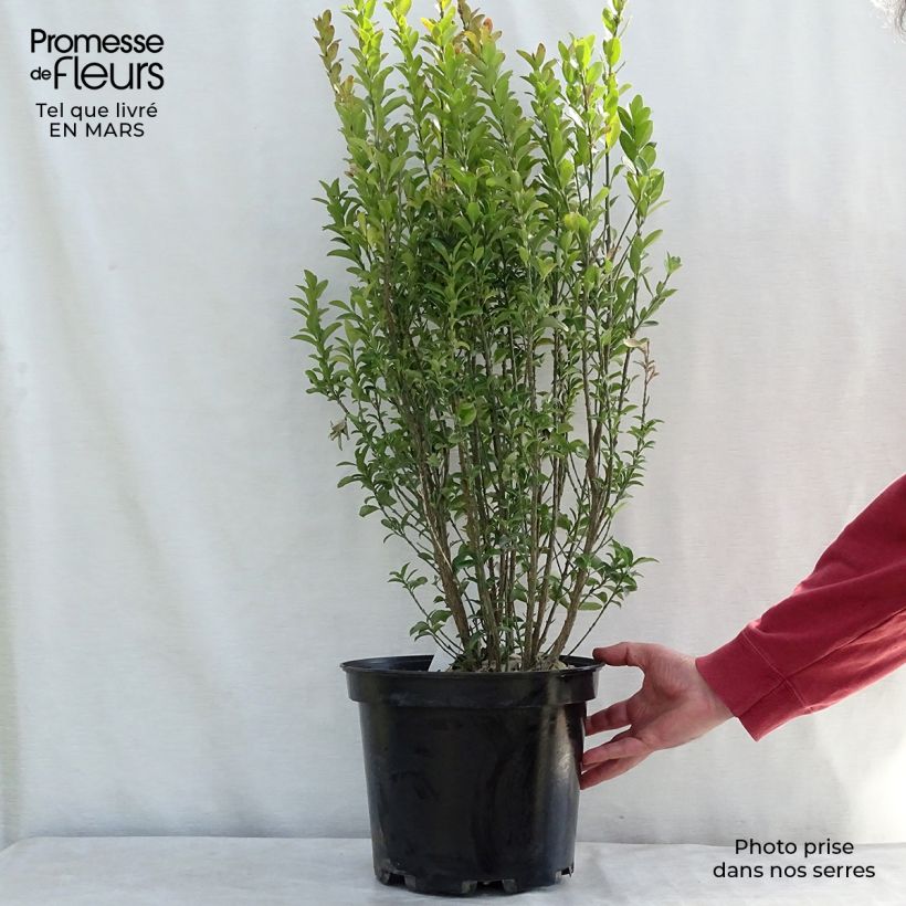 Evónimo Benkomasaki - Euonymus japonicus Maceta 7,5L/10L Ejemplar entregado en invierno
