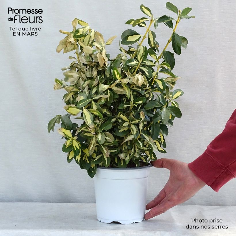 Evónimo Duc d'Anjou - Euonymus japonicus Maceta 3L/4L Ejemplar entregado en la primavera
