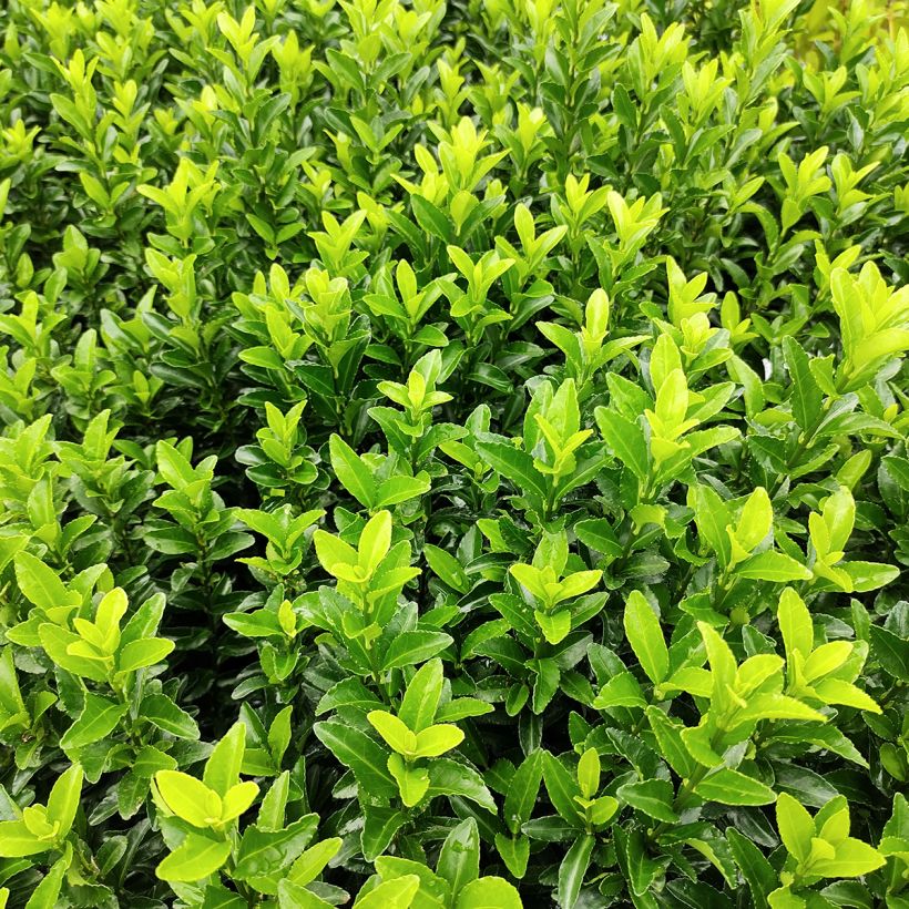 Evónimo Green Spire - Euonymus japonicus (Follaje)