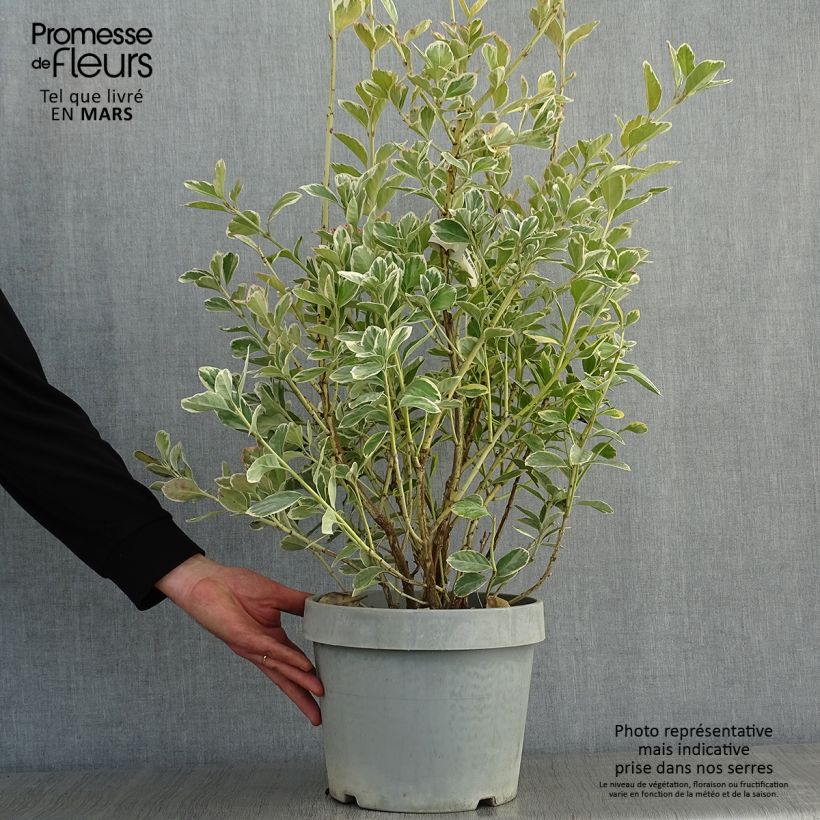 Evónimo Silver King - Euonymus japonicus Maceta 7,5L/10L Ejemplar entregado en invierno