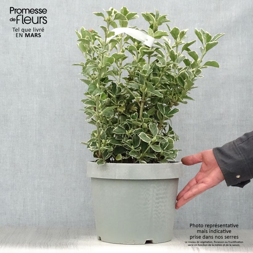Evónimo Silver King - Euonymus japonicus Maceta 7,5L/10L Ejemplar entregado en la primavera
